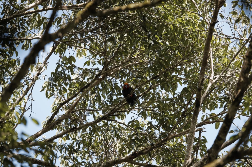 Warzenkopf (Bornean Bristlehead), Danum Valley